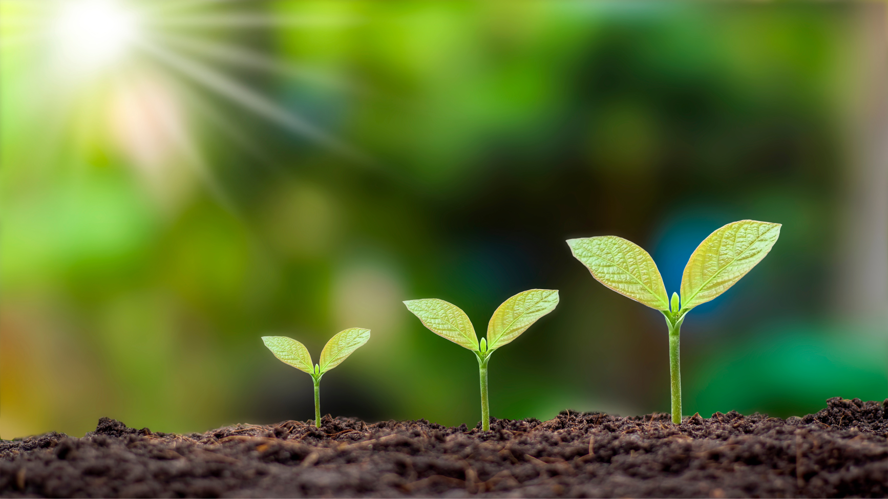 Internships in Micro-Financing